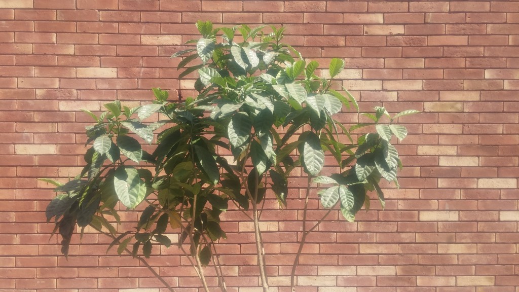 Green environment friendly red gutka bricks wall face tiles patterns photos in pakistan